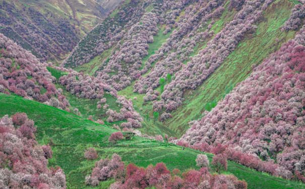 伊犁吐尔根杏花沟