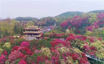 贵州毕节百里杜鹃景区