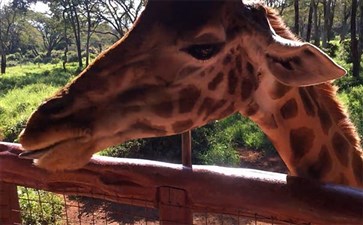 肯尼亚：长颈鹿公园