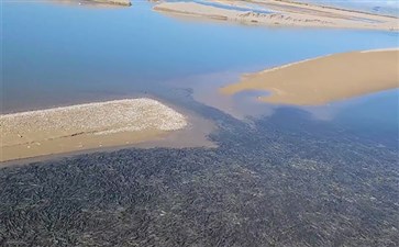 青海布哈河湟鱼回流