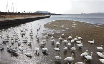 荣成天鹅湖