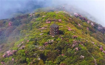 重庆金佛山世界野生古杜鹃公园