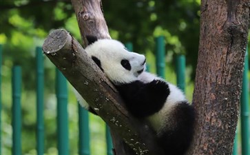 成都大熊猫研究繁育基地