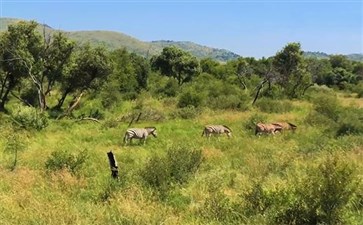南非旅游：比林斯堡动物保护区