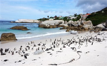南非旅游：开普敦企鹅滩