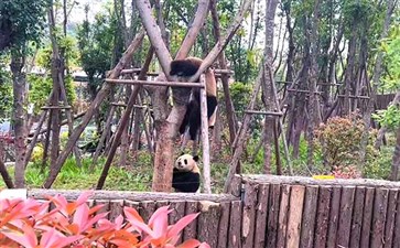 双城纯玩成都旅游：成都大熊猫研究繁育基地