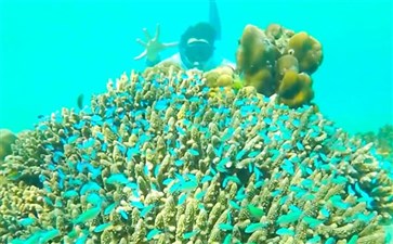 普吉岛旅游：神木蜜月岛浮潜