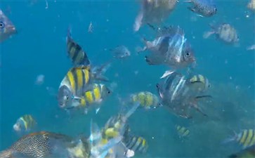 泰国普吉岛旅游：大堡礁