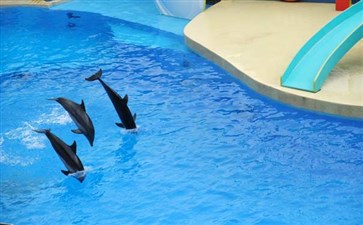 香港-海洋公园海豚表演