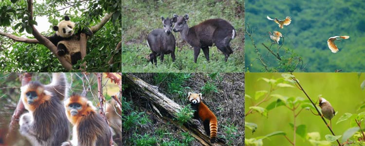 夏令营主题亮点：国家公园专属森林营地，神奇生物在哪里