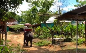 泰国普吉岛：骑大象
