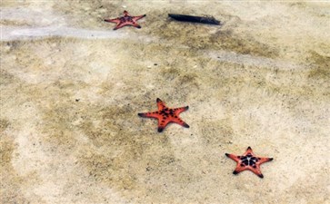 越南富国岛海滩海星