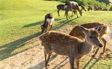 日本旅游：奈良公园鹿群
