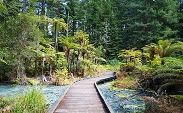 新西兰旅游：罗托鲁瓦红树林