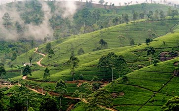 斯里兰卡旅游：努瓦埃利亚茶园