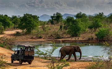 斯里兰卡旅游：乌达瓦拉维国家公园吉普车Safari