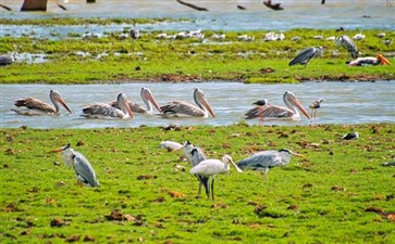 斯里兰卡旅游：乌达瓦拉维国家公园吉普车Safari