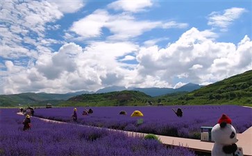 川主寺薰衣草基地