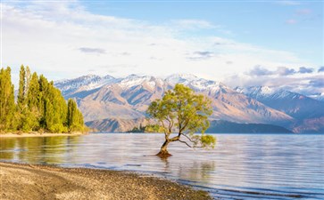 新西兰旅游：瓦纳卡湖与那瓦纳卡树