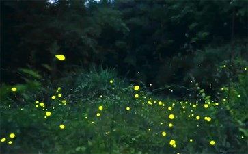 天台山萤火虫