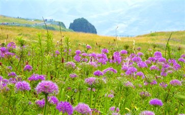 阿西里西云上花海韭菜坪