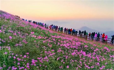 阿西里西云上花海韭菜坪