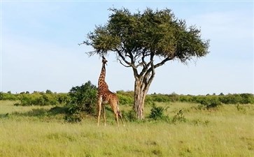 非洲旅游：肯尼亚马赛马拉国家公园
