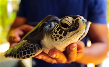 斯里兰卡旅游：海龟保育园