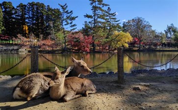 日本旅游：奈良鹿公园秋季