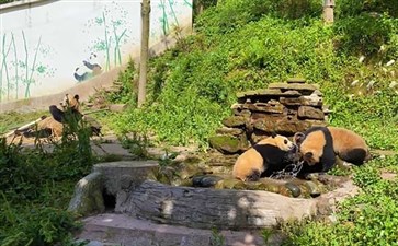 中国保护大熊猫研究中心雅安碧峰峡基地
