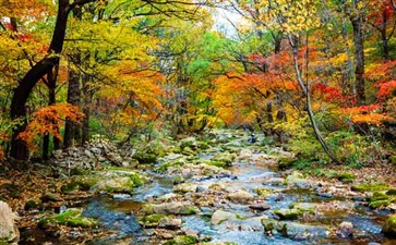 米仓山国家森林公园秋季红叶