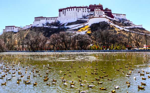 西藏旅游：拉萨布达拉宫秋景