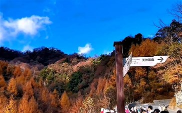 米仓山国家森林公园天然画廊秋季红叶
