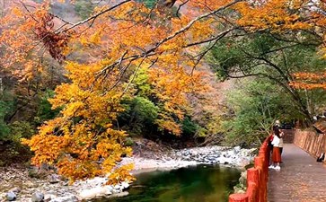 米仓山国家森林公园兰沟桥秋季红叶