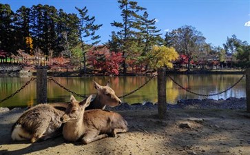 日本旅游：奈良鹿公园秋季