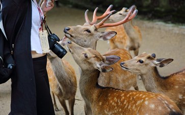 日本旅游：奈良鹿公园秋季