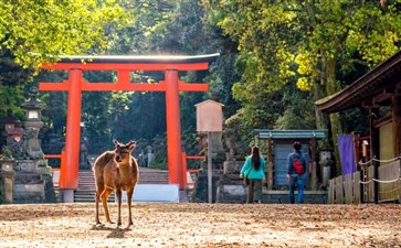 日本旅游：奈良鹿公园春日大社秋季