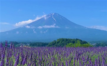日本富士山旅游：河口湖大石公园夏季
