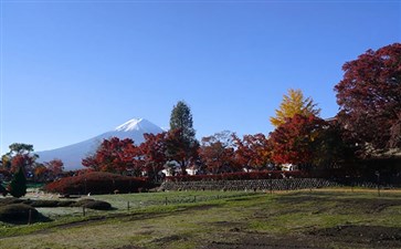 日本富士山旅游：河口湖枫叶回廊