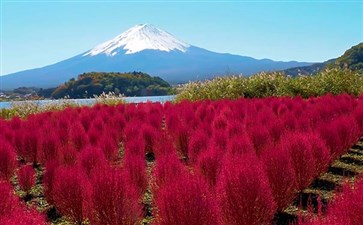 日本富士山旅游：河口湖大石公园秋季