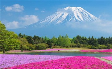 日本旅游：本栖湖富士芝樱祭观富士山