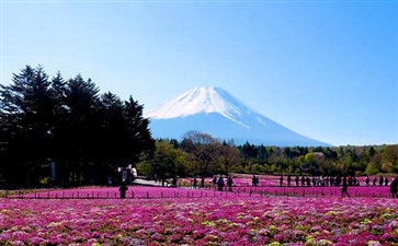 日本旅游：本栖湖富士芝樱祭观富士山