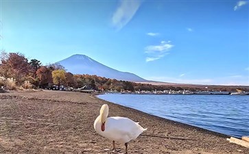 日本旅游：山中湖天鹅与富士山