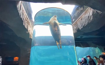 日本旅游：札幌旭山动物园