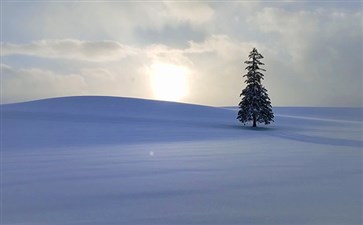 日本旅游：北海道美瑛网红树