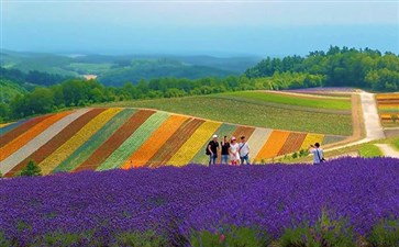 日本旅游：北海道四季彩之丘