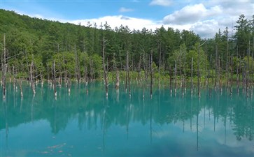 日本旅游：美瑛青池