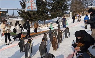 日本旅游：札幌旭山动物园