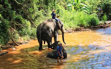 泰国·清迈·大象营-重庆中国青年旅行社