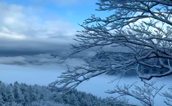 2023-2024年金佛山下雪了吗？12月16日金佛山雪景